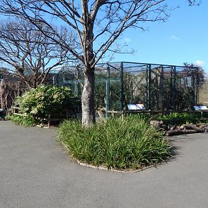 Callitrichid exhibits 180322