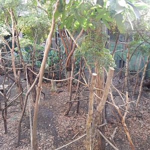 Rainforest Life 180322