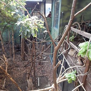 Rainforest Life 180322