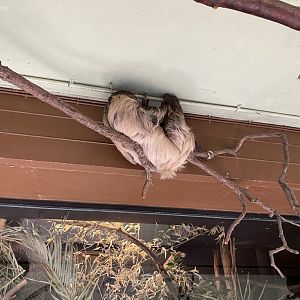 Rainforest Life - Linnaeus' two-toed sloth 180322