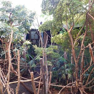 Rainforest Life 180322