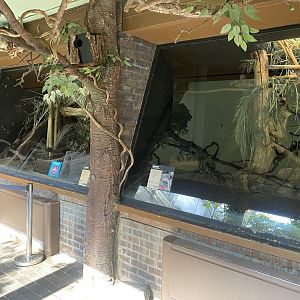 Rainforest Life - Narrow-striped boky enclosure 180322