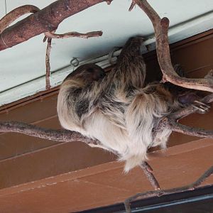 Rainforest Life - Linnaeus' two-toed sloth 180322