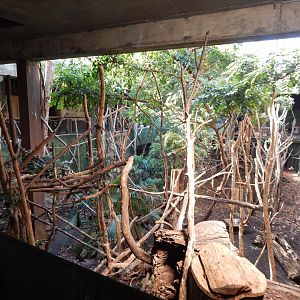 Rainforest Life 180322