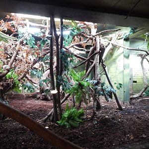 Rainforest Life - Golden lion tamarin enclosure 180322