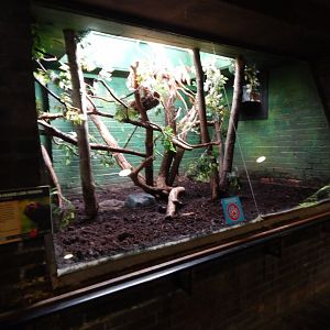 Rainforest Life - Golden-headed lion tamarin enclosure 180322