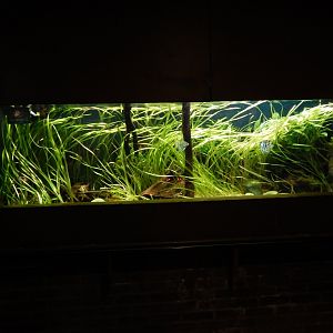 Rainforest Life - aquarium 180322