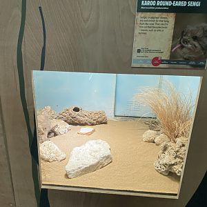 Rainforest Life - Short-eared elephant shrew exhibit 180322