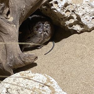 Rainforest Life - Short-eared elephant shrew 180322