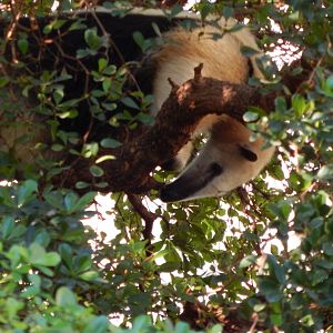 Rainforest Life - Southern tamandua 180322