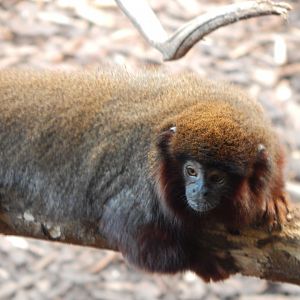 Rainforest Life - Red titi 180322