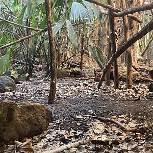 Rainforest Life - Red-footed tortoise 180322