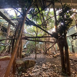 Rainforest Life - lower floor view 180322