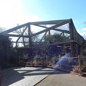 In with the lemurs 180322