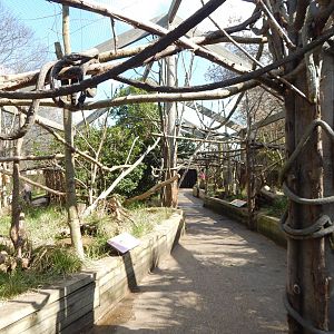 In with the lemurs 180322