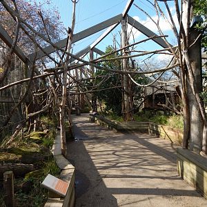 In with the lemurs 180322