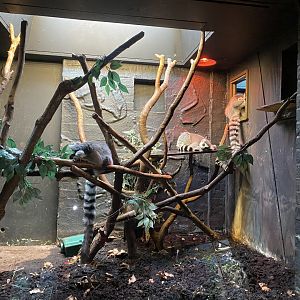 In with the lemurs - Ring-tailed lemurs 180322