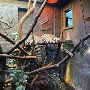 In with the lemurs - Ring-tailed lemurs 180322