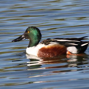 Northern Shoveler