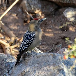 Gila Woodpecker
