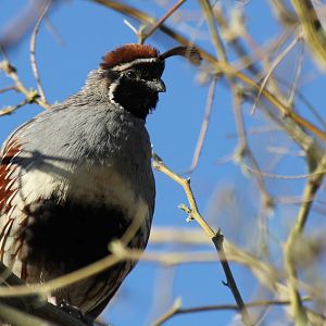 Gambel's Quail