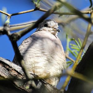 Inca Dove
