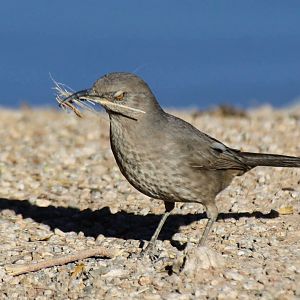 Curve-billed Thrasher