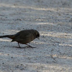Abert's Towhee