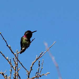 Anna's Hummingbird