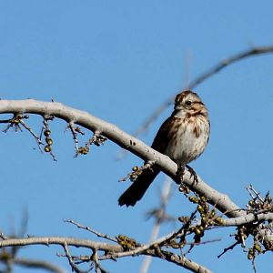 Song Sparrow