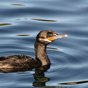 Neotropic Cormorant
