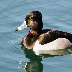 Ring-necked Duck