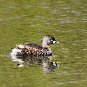 Pied-billed Grebe