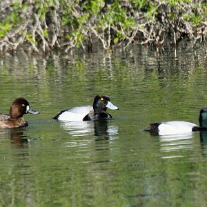 Lesser Scaup