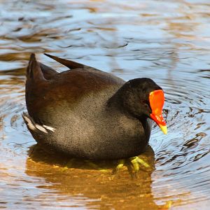 Common Gallinule
