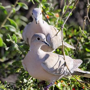 Eurasian Collared Dove