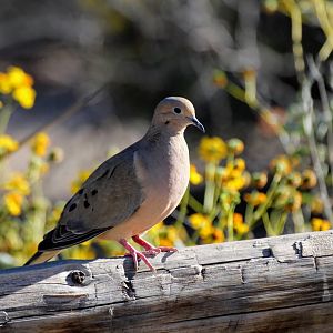 Mourning Dove