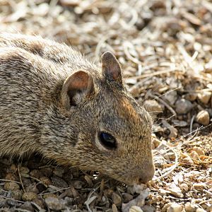 Rock Squirrel