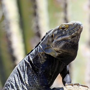 San Esteban Island × Sonoran Spiny-tailed Iguana