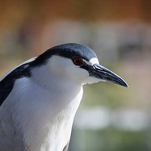 Black-crowned Night-Heron
