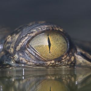 Eye of a young gharial