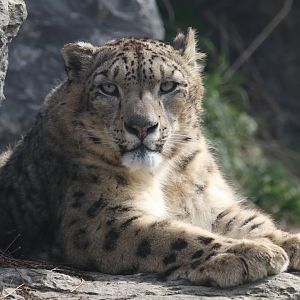 Snow leopard
