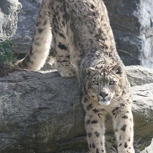 Snow leopard
