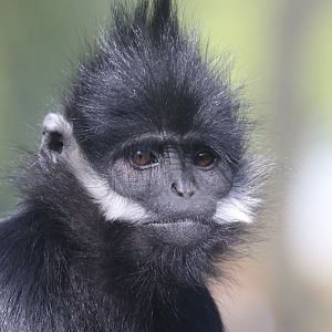 François' langur