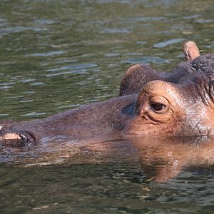 Hippo