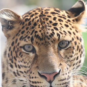 Javan leopard