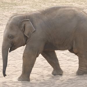 Asian elephant