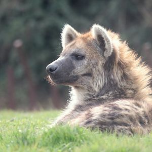 Spotted hyena