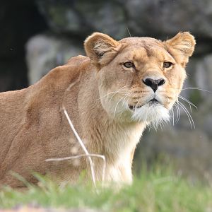 African lion