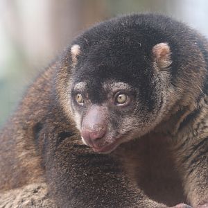 Sulawesi bear cuscus